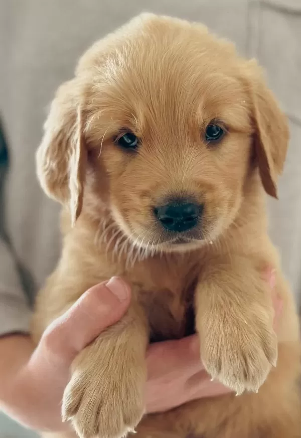 Golden Retriever Bebekler Sağlık Ve İrk Garantili Teslim