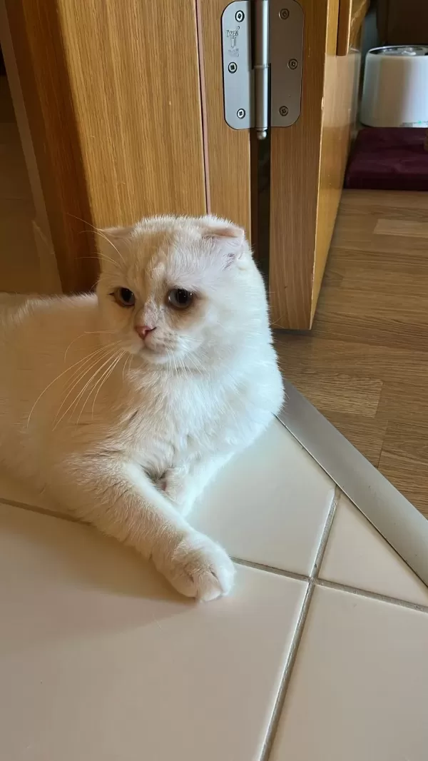 Scottish Fold Kedimizi Sahiplendirmek İstiyoruz