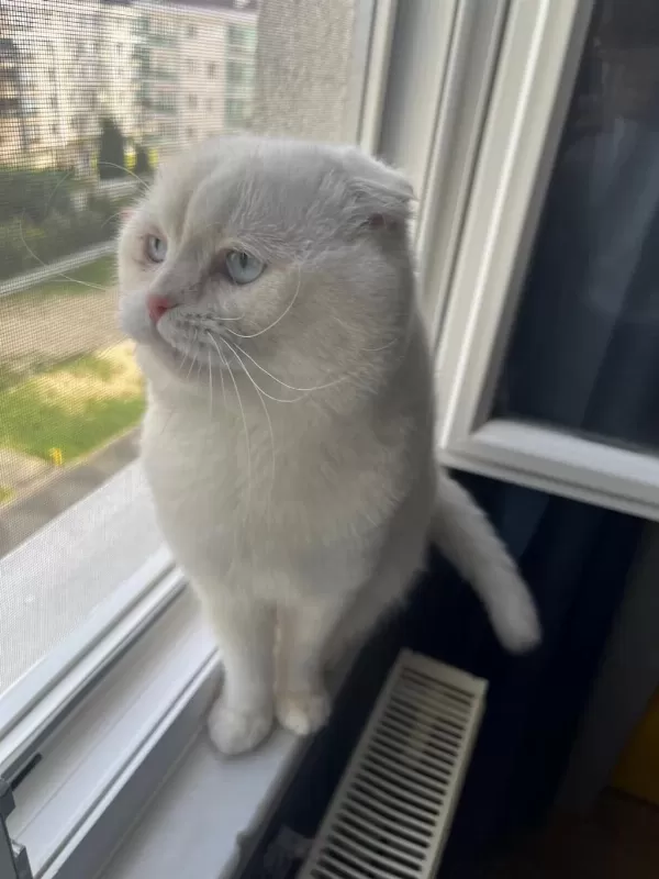 Scottish Fold Kedimizi Sahiplendirmek İstiyoruz