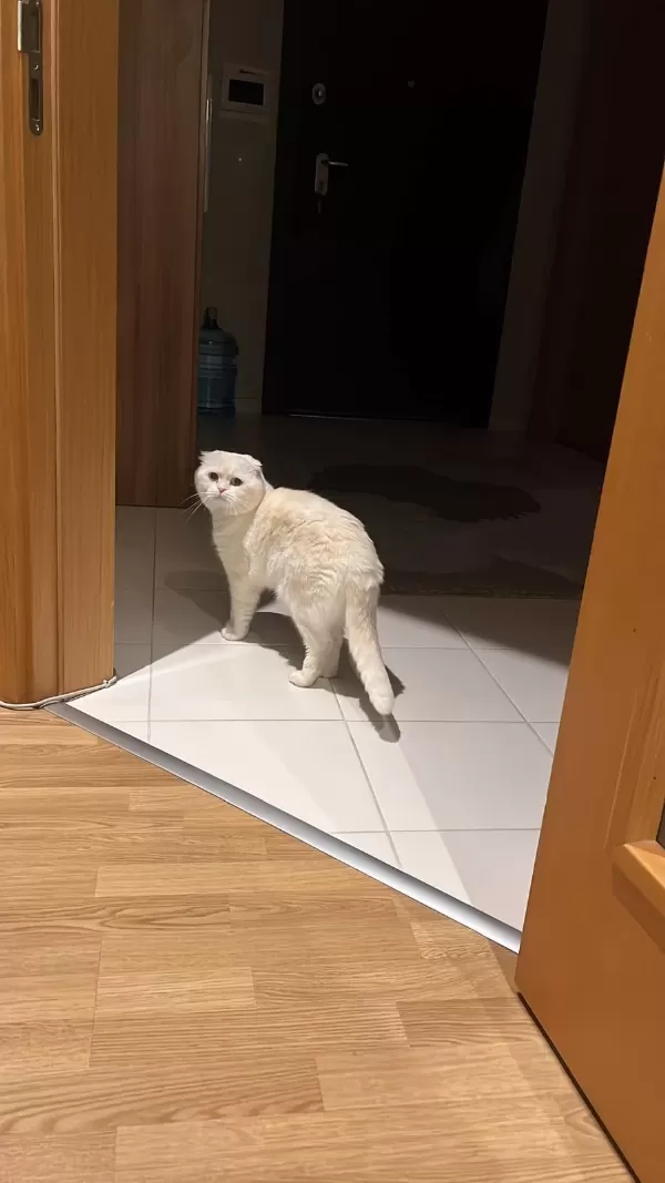 Scottish Fold Kedimizi Sahiplendirmek İstiyoruz