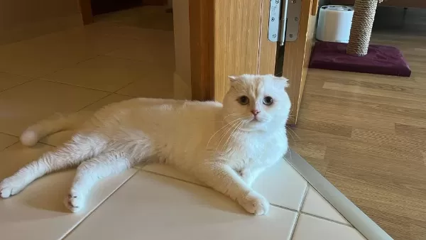 Scottish Fold Kedimizi Sahiplendirmek İstiyoruz