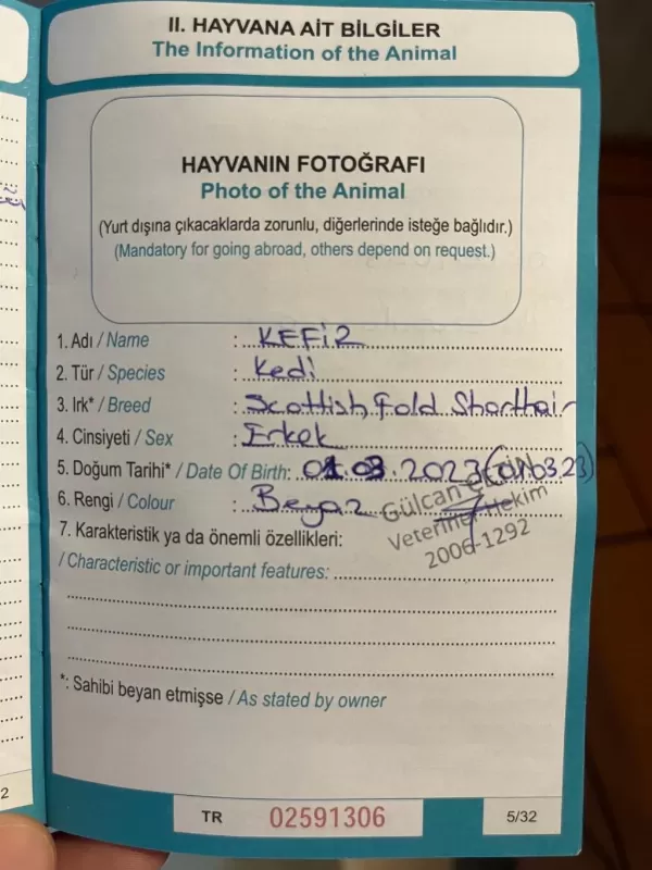 Scottish Fold Kedimizi Sahiplendirmek İstiyoruz