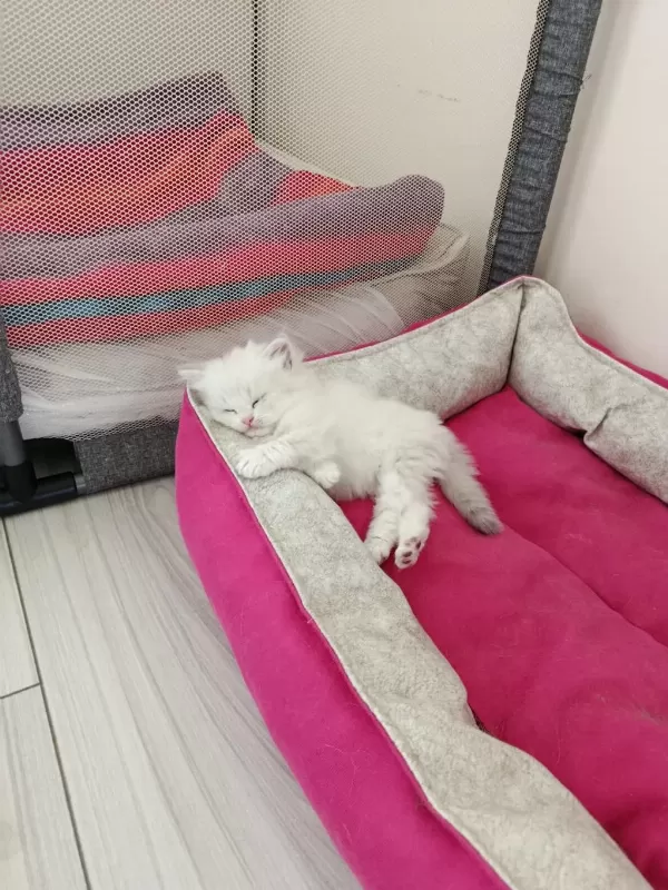 British Longhair Erkek Yavrumuz