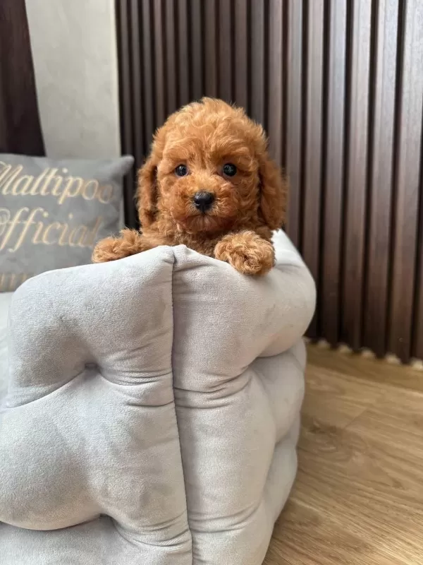 Toy Poodle Korean Erkek 3 Aylık Mezitli