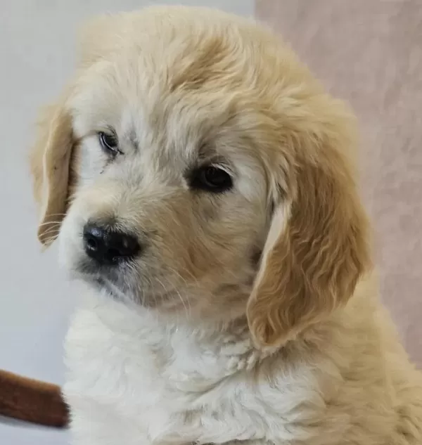 Golden Retriever Köpeği
