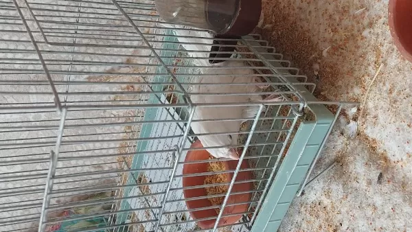 Ücretsiz Sahiplendirme Sultan Papağanı