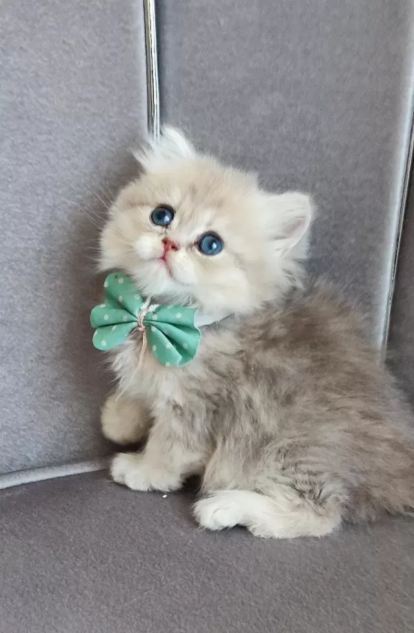 British Longhair Erkek