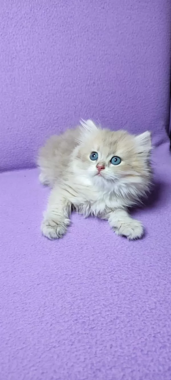 British Longhair Erkek