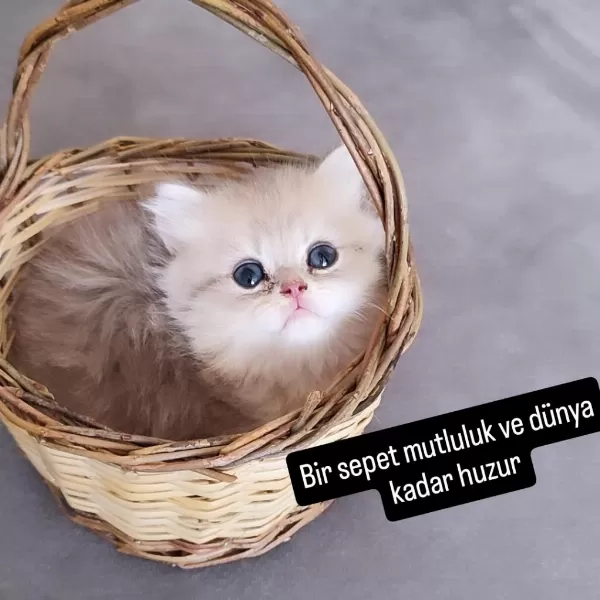 British Longhair Erkek
