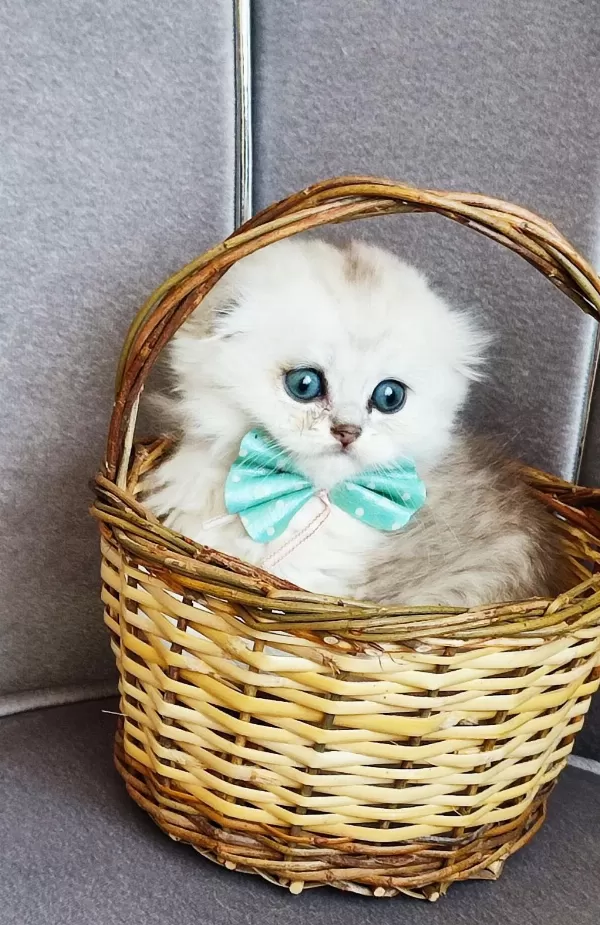 Sağlıklı Scottish Fold Erkek