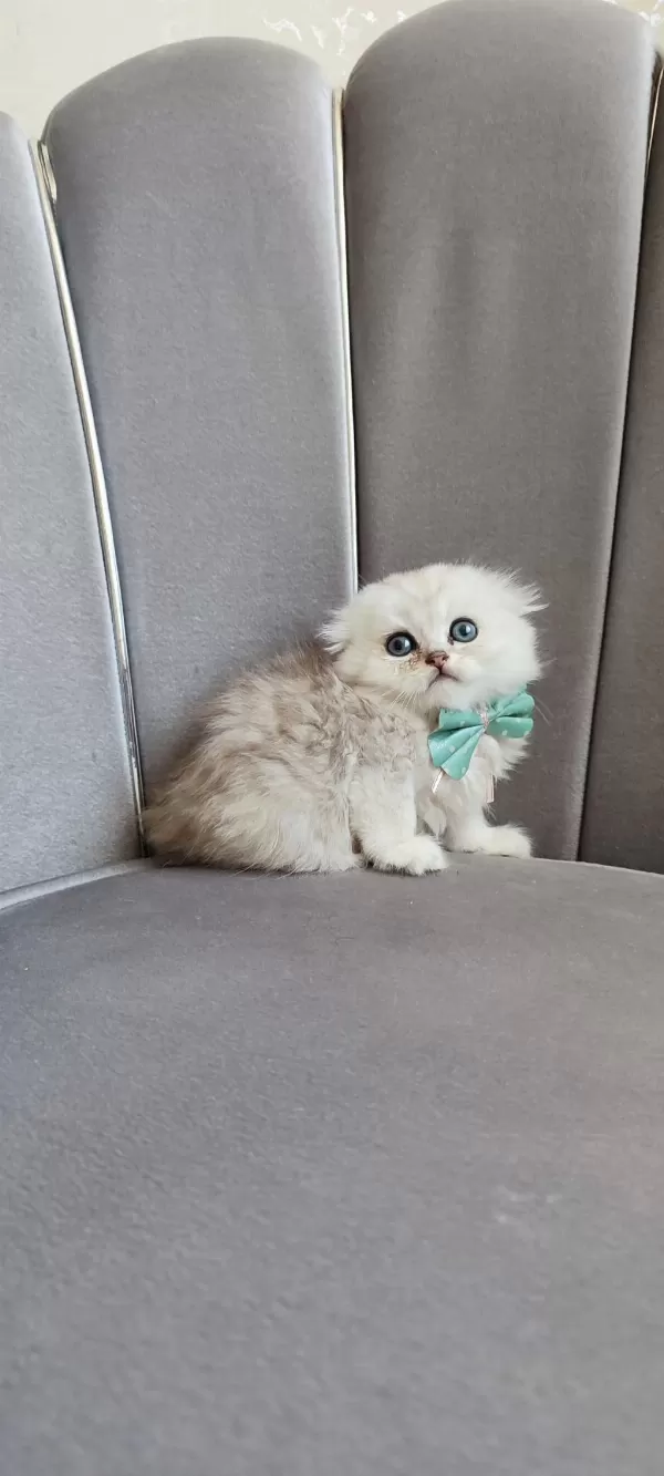 Sağlıklı Scottish Fold Erkek