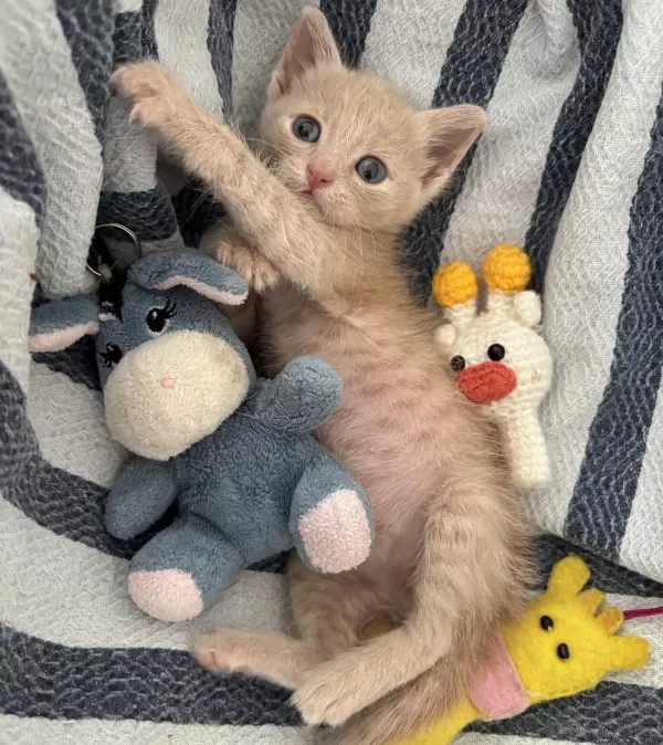 Kucağınızdan Düşmeyecek Minik Bir Bebek Kedimiz