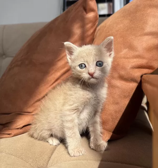 Kucağınızdan Düşmeyecek Minik Bir Bebek Kedimiz