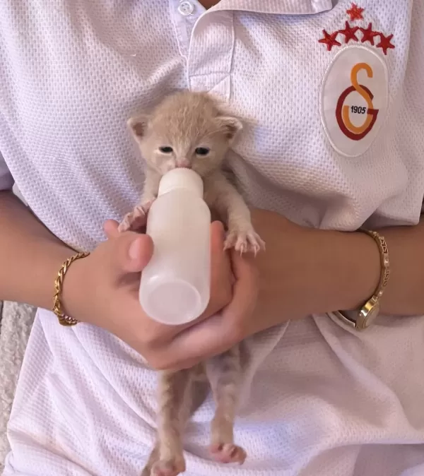 Kucağınızdan Düşmeyecek Minik Bir Bebek Kedimiz
