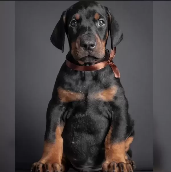 Çiftliğin Efsane Doberman Yavruları Kapıda Ödemeli