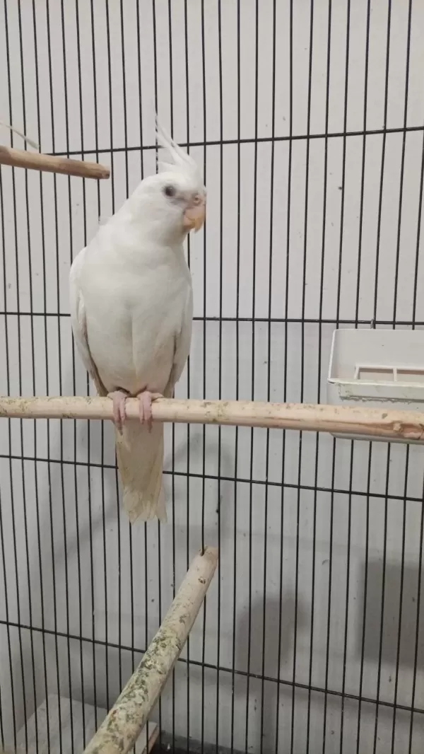 Albino Sultan Papağanı Erkek Yavru