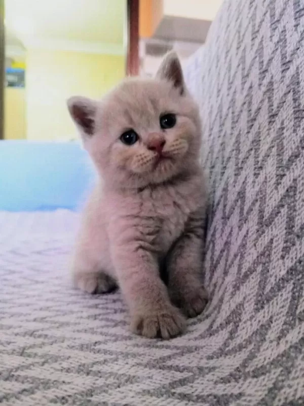 British Shorthair Scottish Fold Kedisi