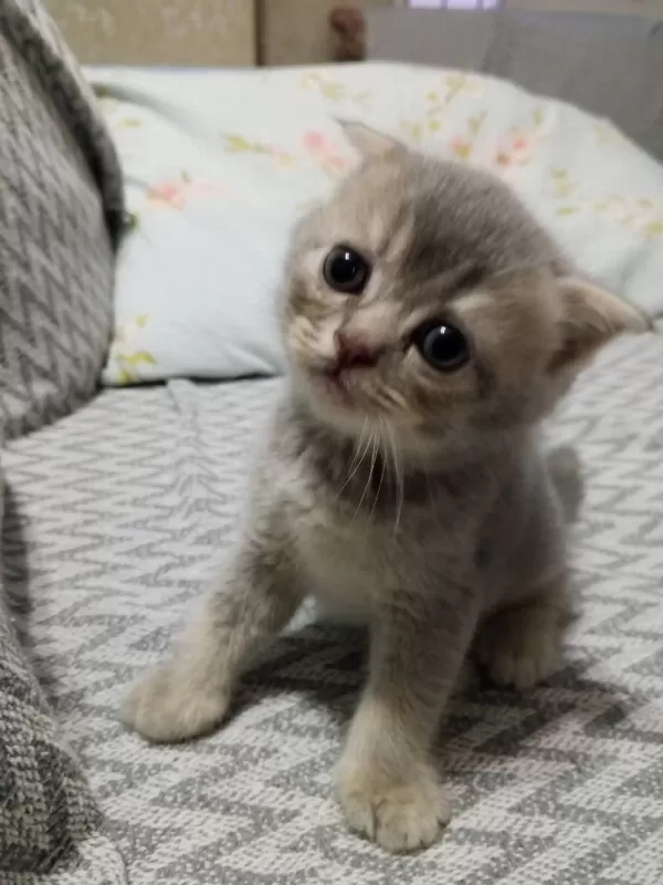 British Shorthair Scottish Fold Kedisi