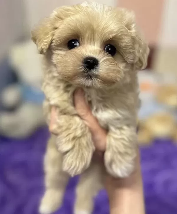 Maltipoo Saf İrk Bebek