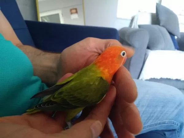 Yavru Cennet Papağanı Green Opalin