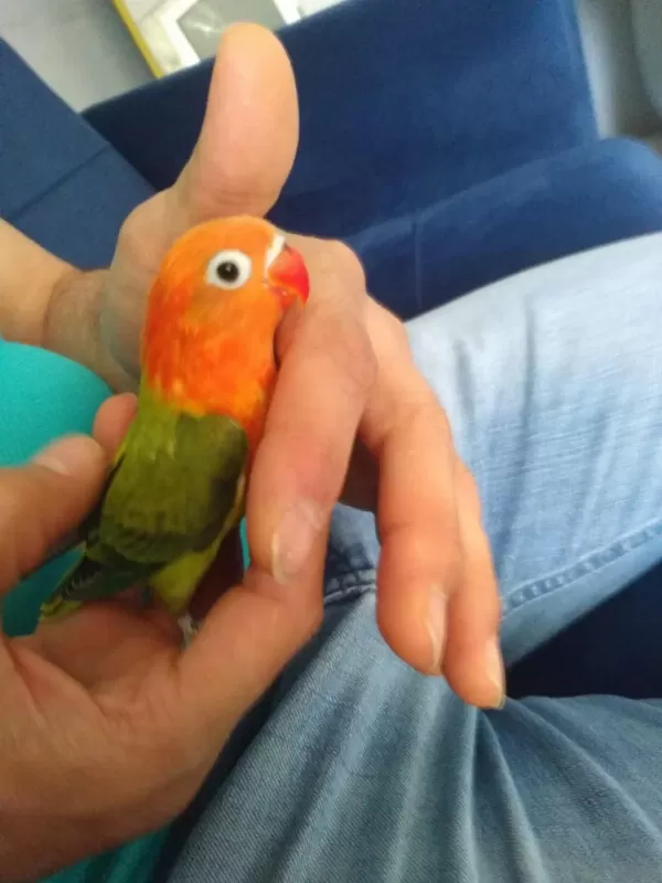 Yavru Cennet Papağanı Green Opalin