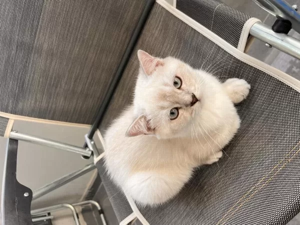 3 Buçuk Aylık Kedim Erkek