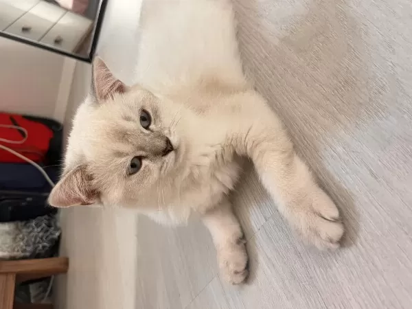 3 Buçuk Aylık Kedim Erkek