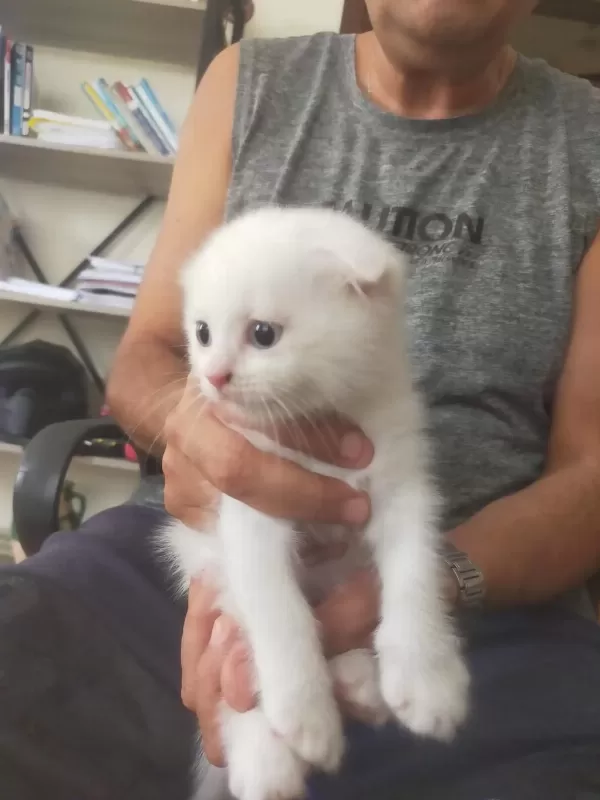 Dünyalar Güzeli Yavru Kedilerimize Yeni Yuva Arıyoruz