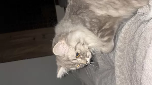 Chinchilla Bir Yaşında Dişi