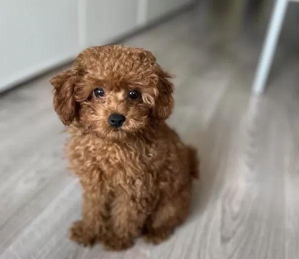 Sağlıklı Toy Poodle Köpeği