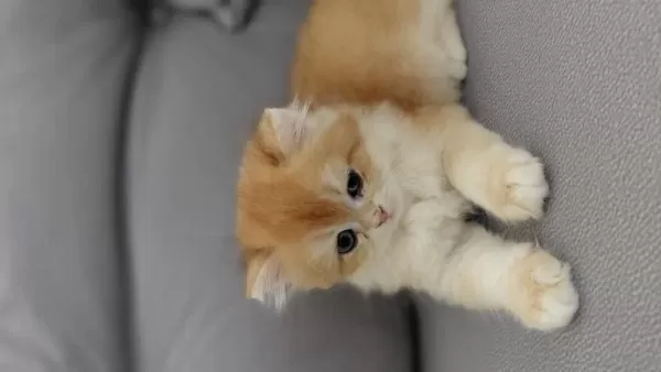 Orjinal İrk British Shorthair Golden Yavrular