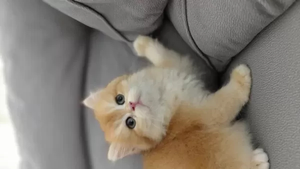 Orjinal İrk British Shorthair Golden Yavrular
