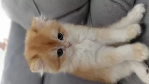 Orjinal İrk British Shorthair Golden Yavrular