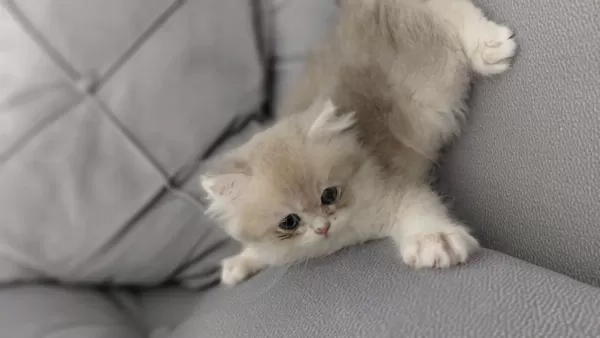 Orjinal İrk British Shorthair Golden Yavrular