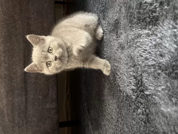 British Shorthair Erkek Yavru