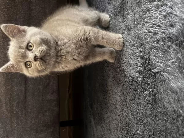 British Shorthair Erkek Yavru