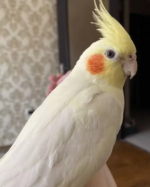 Sağlıklı Sultan Papağanlar