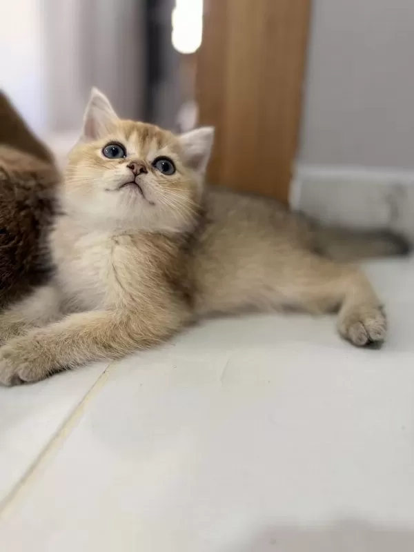 Golden British Shorthair