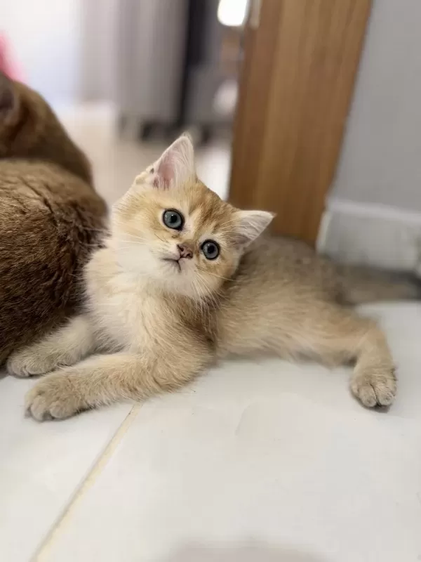Golden British Shorthair