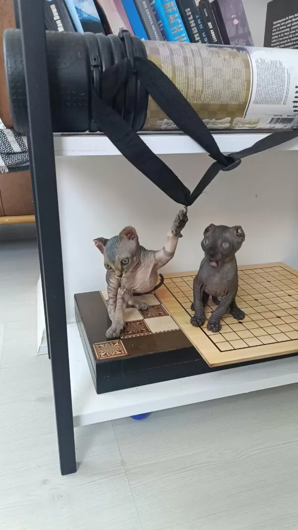 Uygun Fiyata A Kalite Sfenks Dişiler