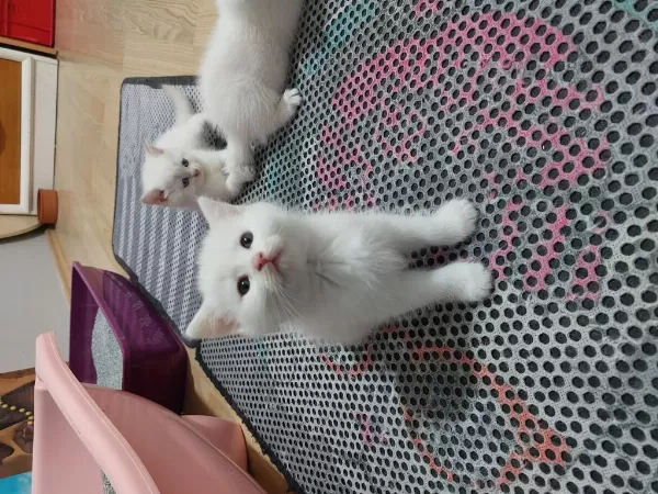 British Shorthair Prensesim Uyguna Verilcek