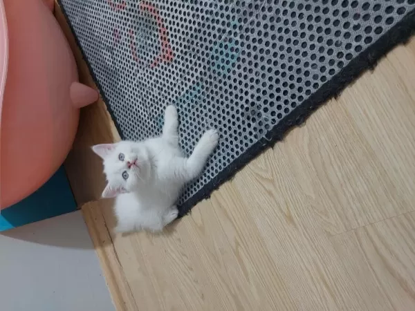 British Shorthair Prensesim Uyguna Verilcek