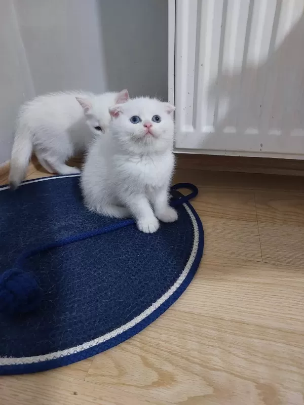 Scottish Fold Paşam Uyguna Verilecek