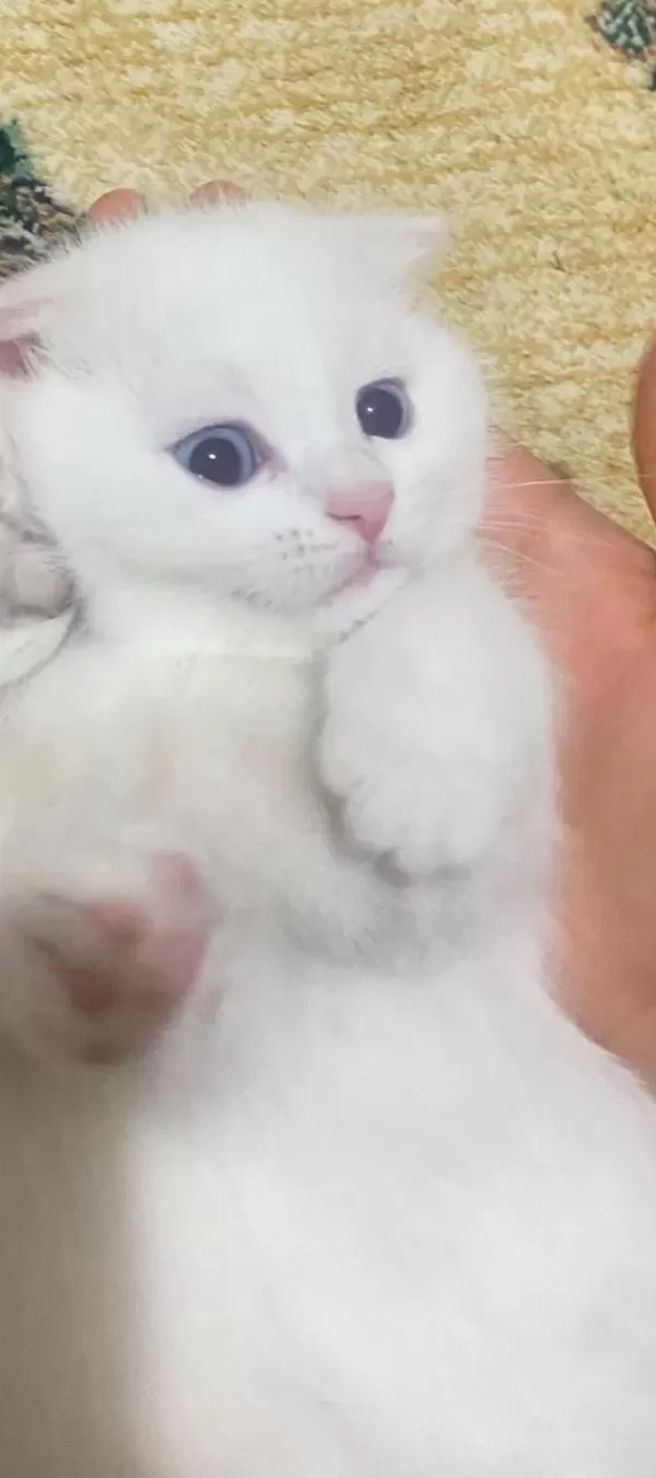 Scottish Fold Paşam Uyguna Verilecek