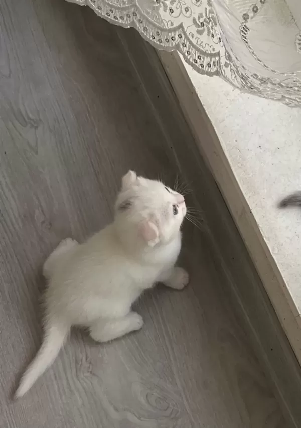 Scottish Fold Paşam Uyguna Verilecek