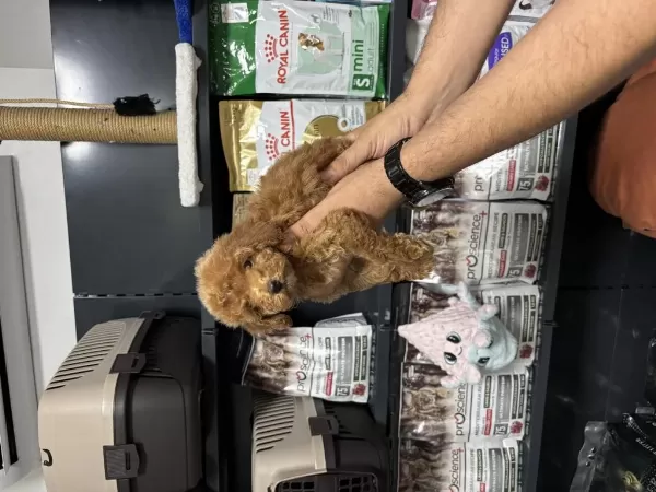 Dişi Poodle Yavrumuz