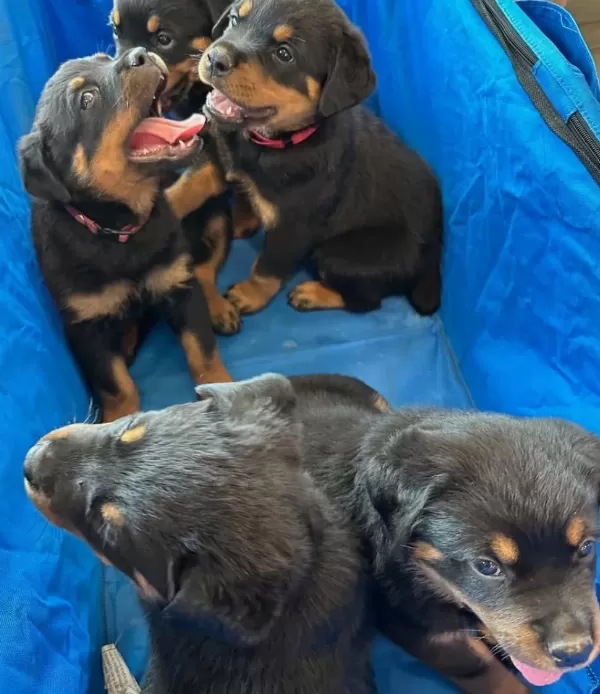Evinizin Yeni Üyesi Rottweiler Kapıda Ödeme Vardır