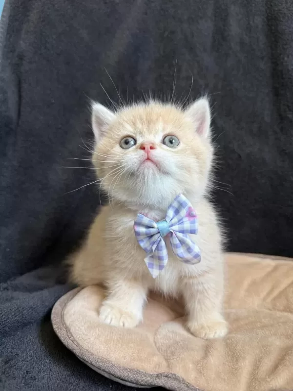 Golden British Shorthair Paşam Hazir