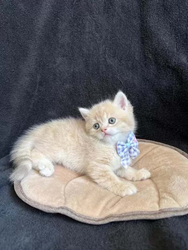 Golden British Shorthair Paşam Hazir
