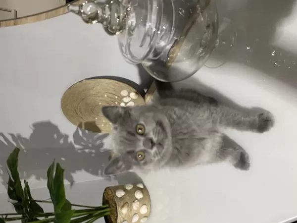 Yavru British Shorthair